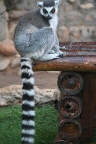 Lemure Mundomar e i suoi lemuri