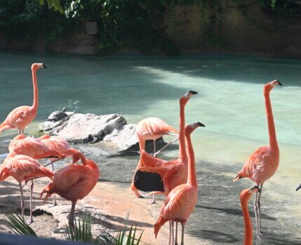 Fenicotteri rosa A Terra Natura potrai vedere questi splendidi fenicotteri rosa